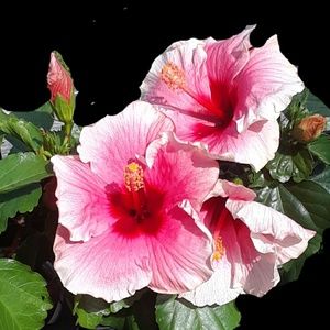 Meet your Posher, Wilma